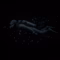 Deep-sea photography: The Quiet Dive of the Deep